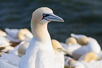 northern gannet