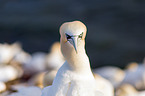 northern gannet