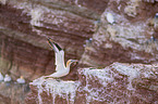 northern gannet