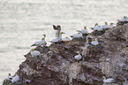 northern gannets