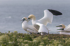 northern gannets