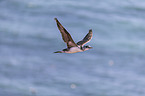 northern gannet