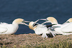 northern gannets