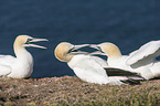 northern gannets