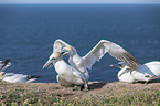 northern gannets