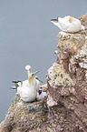 northern gannets