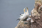 northern gannets