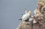 northern gannets