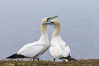 northern gannets