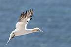 northern gannet