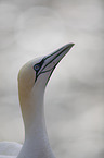 northern gannet