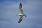 northern gannet