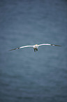 northern gannet