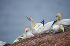 northern gannet