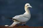 northern gannet