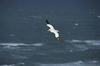 northern gannet