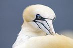 northern gannet