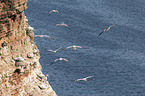 northern gannet