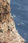 northern gannet