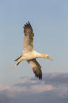 northern gannet