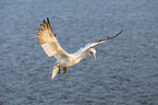 northern gannet