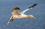 northern gannet