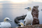 Northern Gannet