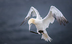 flying Northern Gannet