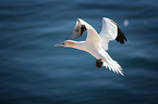 northern gannet