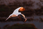 northern gannet