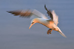 northern gannet