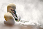 northern gannet