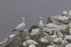 gannet