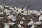 gannet