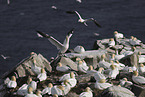 gannet