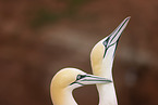 northern gannet