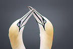 northern gannet