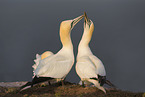 northern gannet