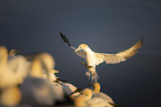 northern gannet