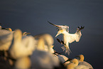 northern gannet