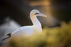 northern gannet