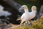 northern gannet