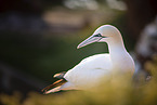 northern gannet