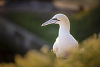 northern gannet