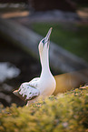 northern gannet