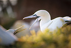 northern gannet