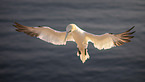 northern gannet