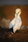 northern gannet