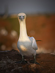 northern gannet