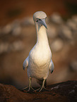 northern gannet